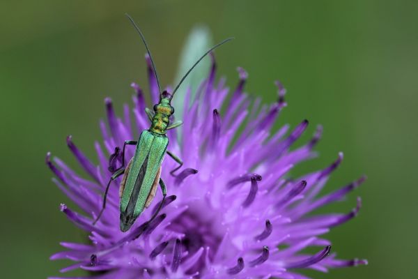 Insekt auf eine lila-farbene Blume